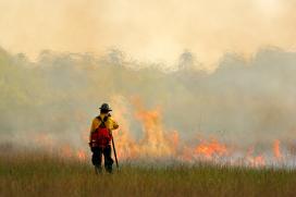 A firefighting looking at a forest fire.