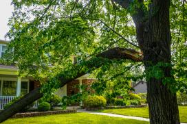 A large tree branch falling towards a home.